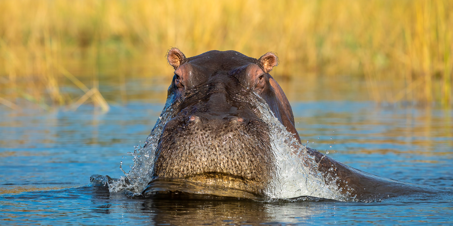 Okavango Delta, Savuti & Chobe River Photo Safari - July 2022