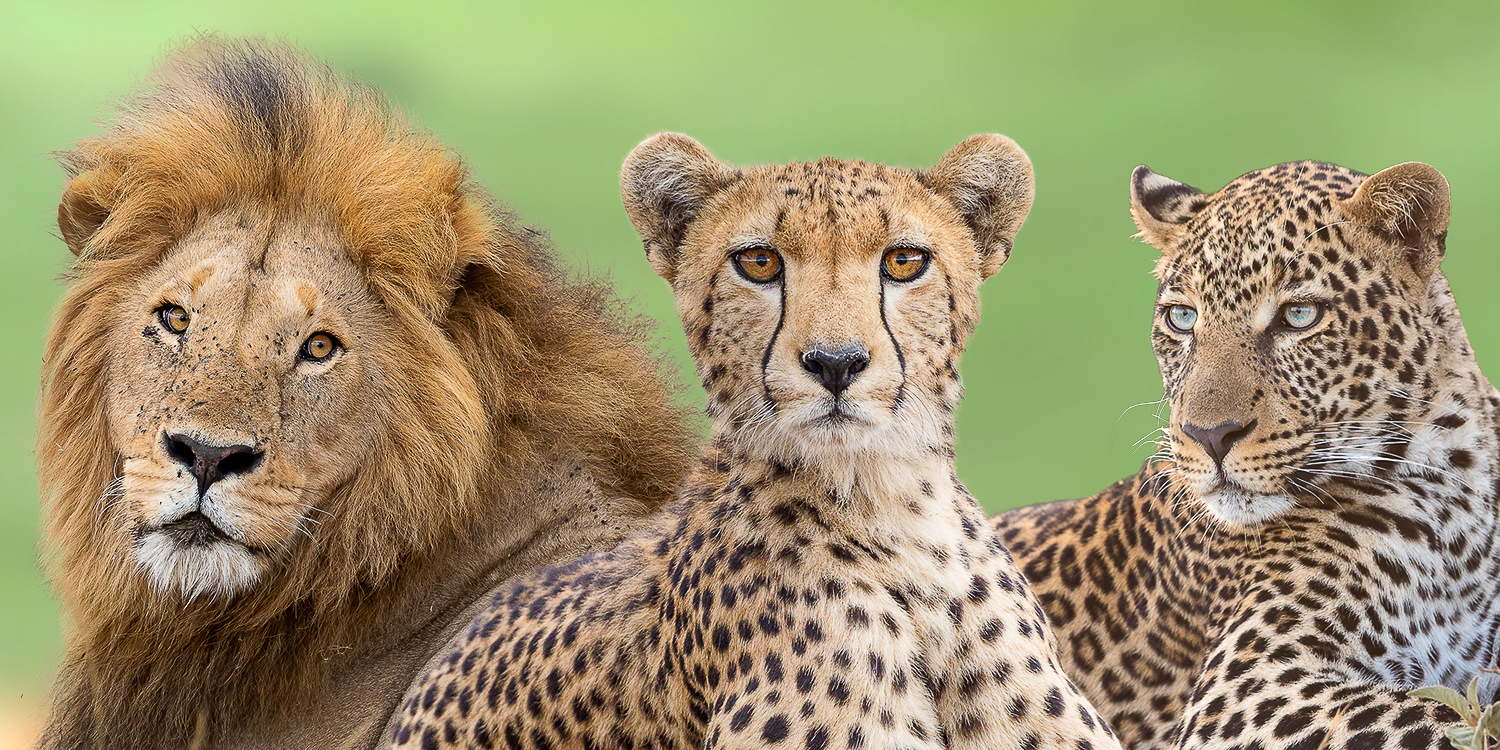 Big Cats of the Masai Mara Photo Safari - Aug | Sep 2023