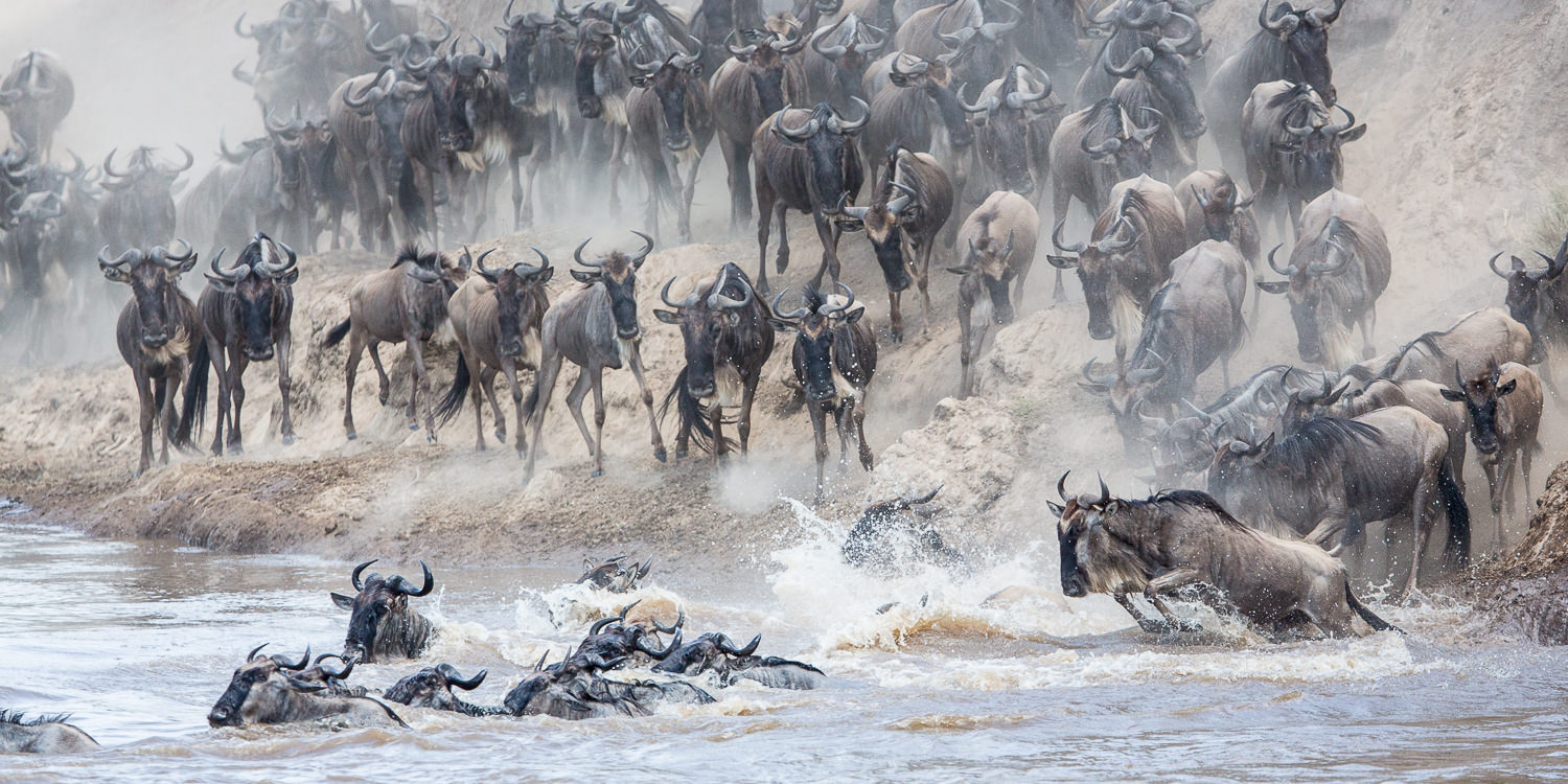 Great Migration Photo Safari Masai Mara - Aug/Sep 2024