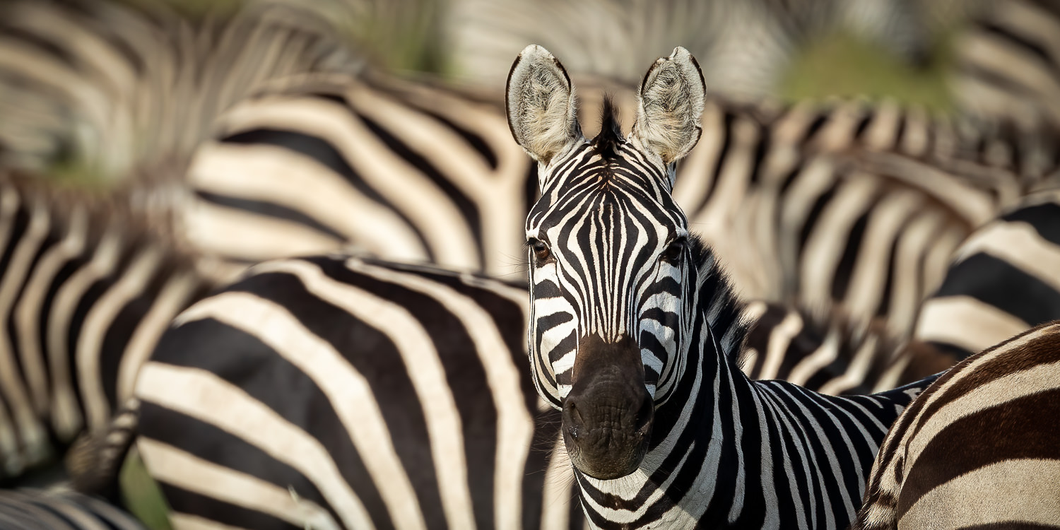 Amboseli, Ngorongoro Crater, Serengeti & Ndutu - March 2024