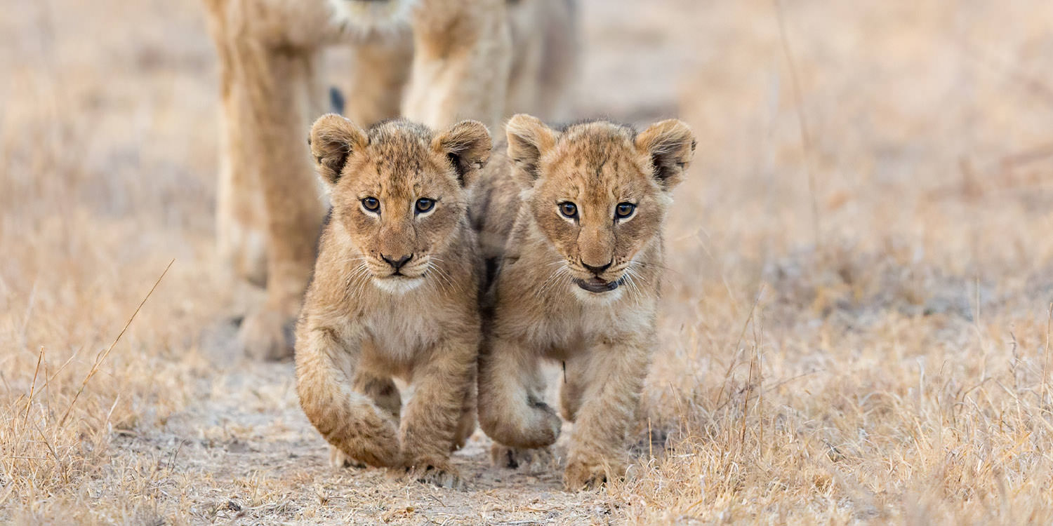 Big Cats of Africa - the ultimate Photo Safari: Mashatu and MalaMala - Aug/Sep 2026