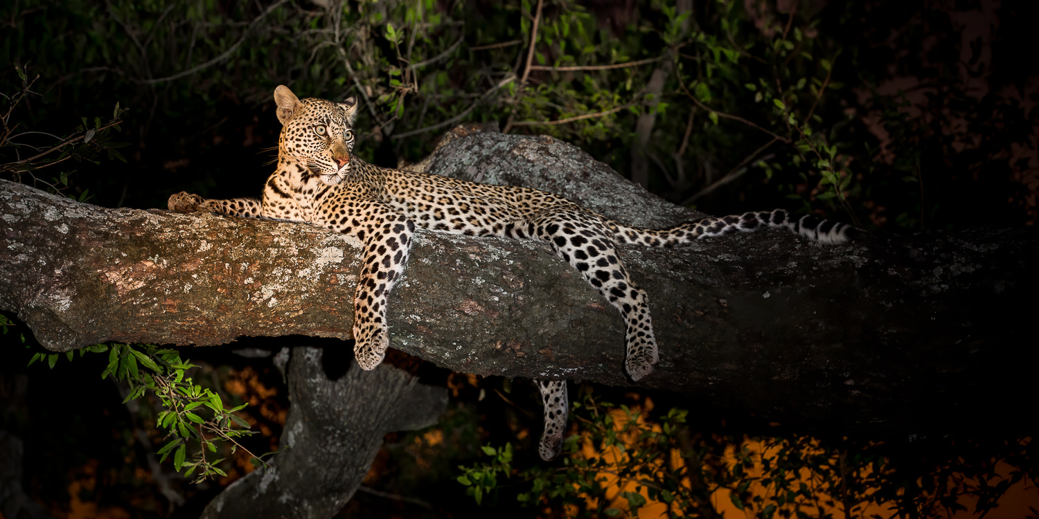 Lions & Leopards of MALA MALA - August 2023