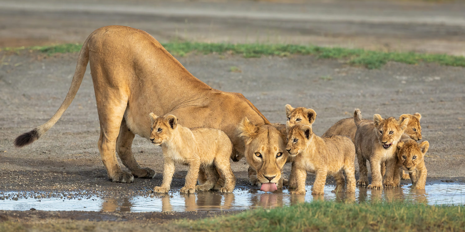 Secrets of Ndutu Photo Safari - June 2024