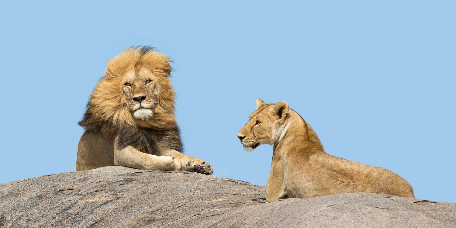 Big Cats of the Serengeti Photo Tour - Sept/Oct 2024