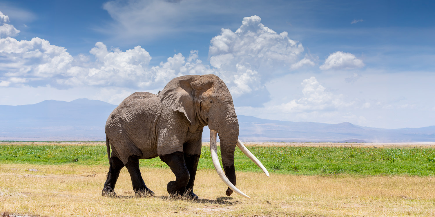 Tsavo, Amboseli & Masai Mara Photo Safari - June 2026