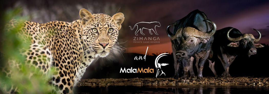 Zimanga and MalaMala Photo Safari - July 2025