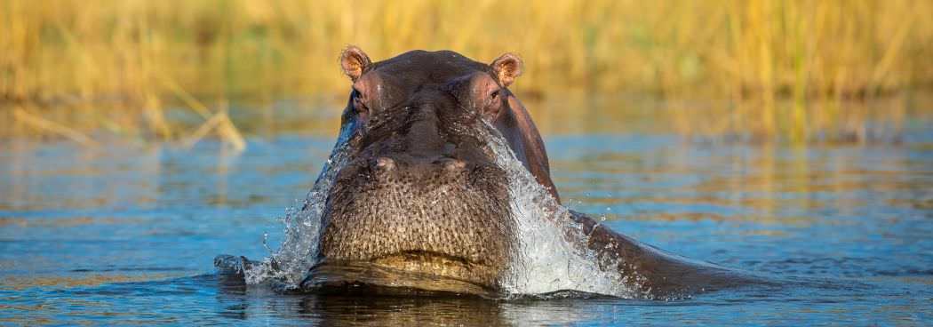 Okavango Delta, Savuti & Chobe River Photo Safari - Aug 2025