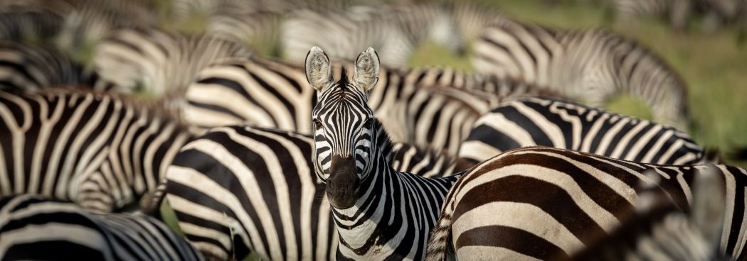 Ndutu & Gol Kopjes - Big Cats, Migration Herds & Green Season Photo Safari