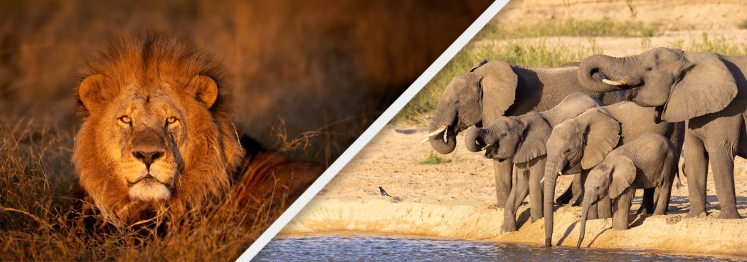 Okavango Delta & MalaMala Photo Safari - Jul/Aug 2026