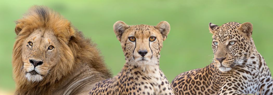 Big Cats of the Masai Mara Photo Safari - February 2025