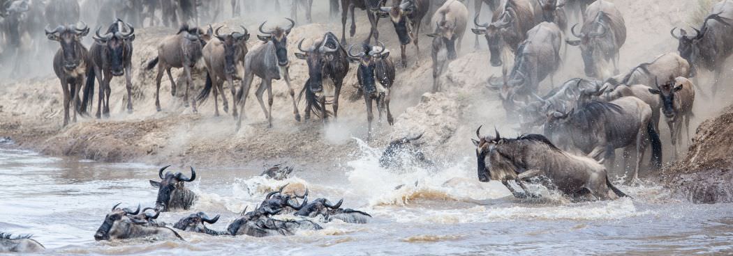 Great Migration Photo Safari Masai Mara - August 2024