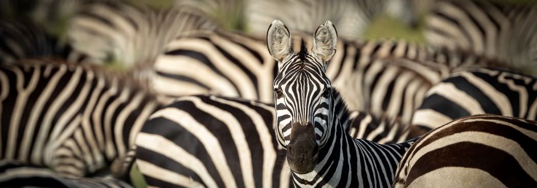 Amboseli, Ngorongoro Crater, Serengeti & Ndutu - March 2024