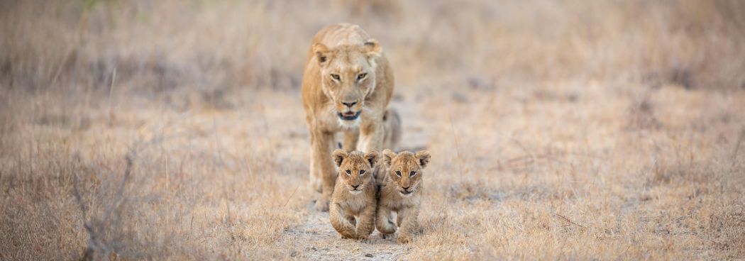 Big Cats of Africa - the ultimate Photo Safari: Mashatu and MalaMala - Aug/Sep 2026