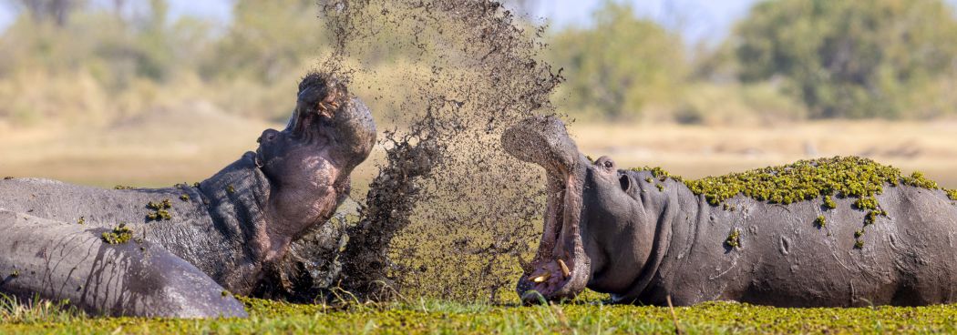 Okavango Delta, Savuti & Chobe River Photo Safari - Aug 2026