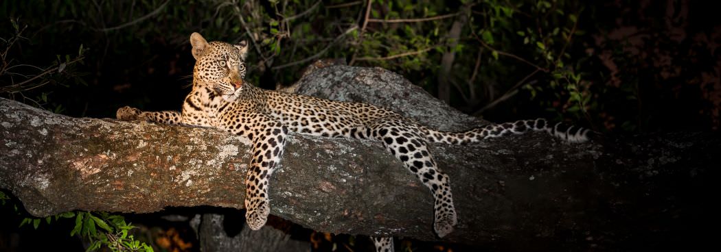 Lions & Leopards of MALA MALA - August 2023