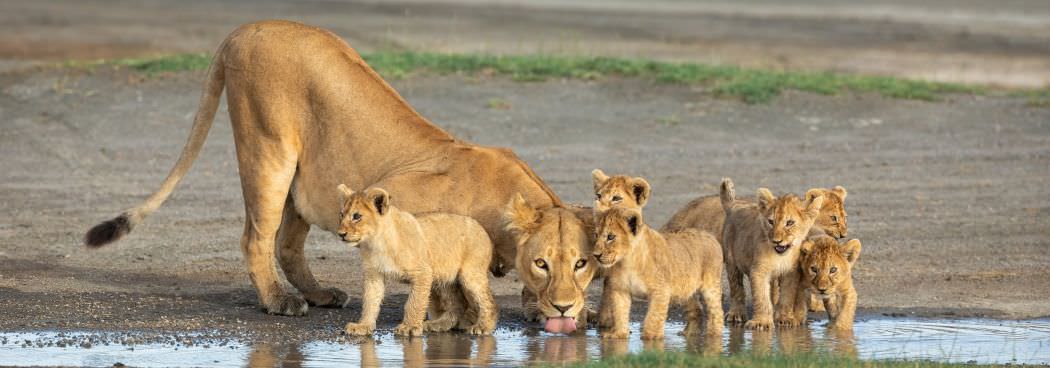 Secrets of Ndutu Photo Safari - June 2024