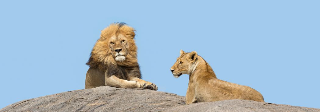 Big Cats of the Serengeti Photo Tour - Sept/Oct 2024