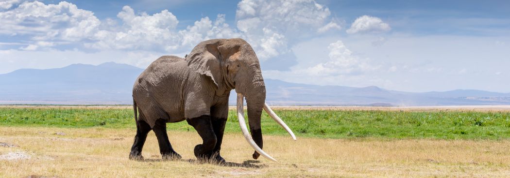 Tsavo, Amboseli & Masai Mara