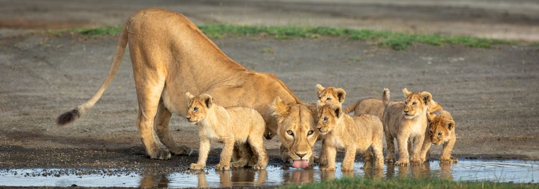 Secrets of Ndutu - the Green Season