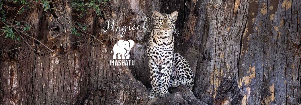 Magical Mashatu Photo Safari - June 2025