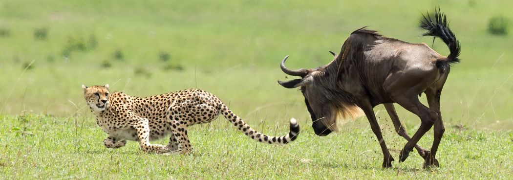 Magical Masai Mara Photo Safari - February 2025