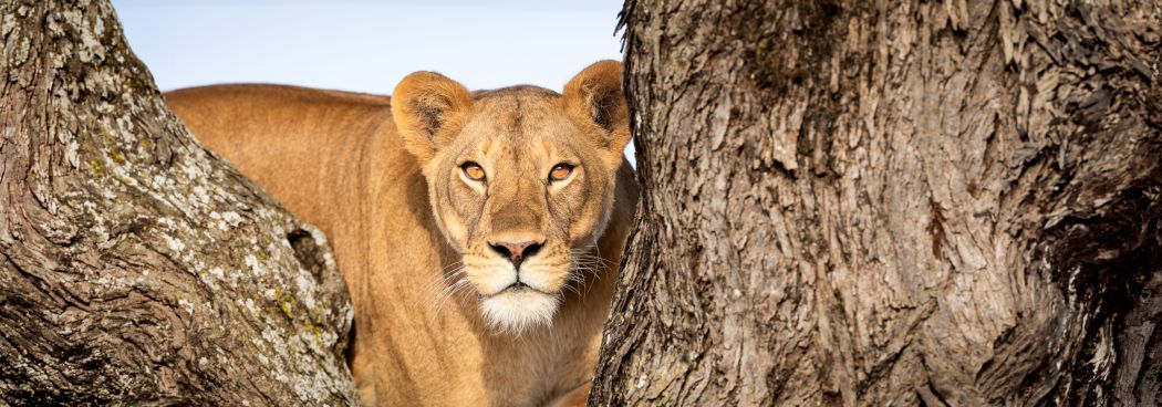 Green Season - Secrets of Ndutu