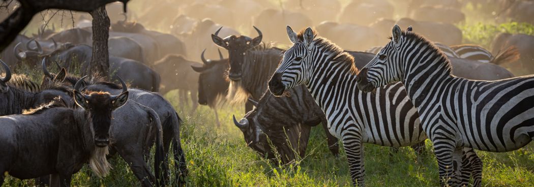 Ndutu & Gol Kopjes - Big Cats & Mega herds - uncrowded green season photo safari