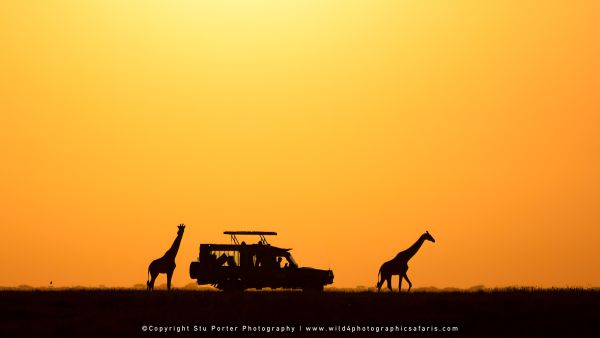 Ndutu & the Gol Kopjes Wildlife Filming Safari - Tanzania - Feb/Mar 2027 Transport 1