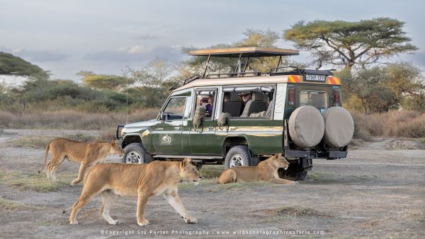 Ndutu & Gol Kopjes - Big Cats, Migration Herds & Green Season Photo Safari Transport 1