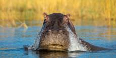 Okavango Delta, Savuti & Chobe River Photo Safari - July 2022