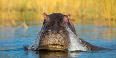 Okavango Delta, Savuti & Chobe River Photo Safari - July | Aug 2024