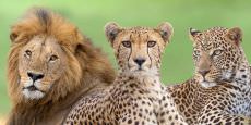 Big Cats of the Masai Mara Photo Safari - February 2024