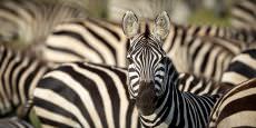 Amboseli, Ngorongoro Crater, Serengeti & Ndutu - March 2024