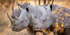 Kruger National Park Photo Safari - July 2024