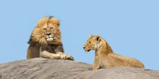 Big Cats of the Serengeti Photo Safari -September 2023