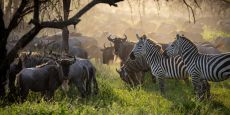 Ndutu Big Cats & Mega Herds Photo Safari - Tanzania