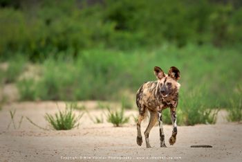 Mashatu & MalaMala filming safari with Wim & Mags Vorster - Botswana & South Africa