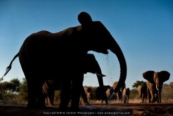 Mashatu & MalaMala filming safari with Wim & Mags Vorster - Botswana & South Africa