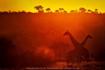 Mashatu & MalaMala filming safari with Wim & Mags Vorster - Botswana & South Africa