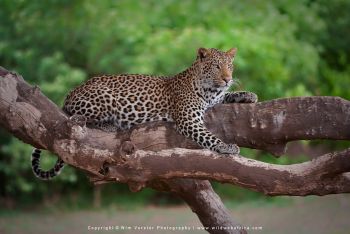 Mashatu & MalaMala filming safari with Wim & Mags Vorster - Botswana & South Africa