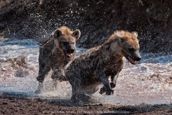 Mashatu & MalaMala filming safari with Wim & Mags Vorster - Botswana & South Africa