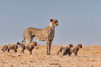 Mashatu & MalaMala filming safari with Wim & Mags Vorster - Botswana & South Africa