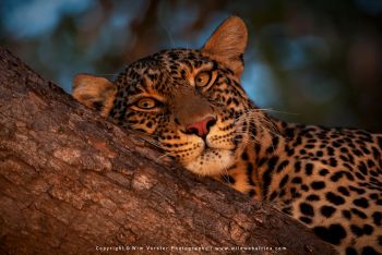 Mashatu & MalaMala filming safari with Wim & Mags Vorster - Botswana & South Africa