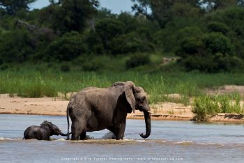 Mashatu & MalaMala filming safari with Wim & Mags Vorster - Botswana & South Africa