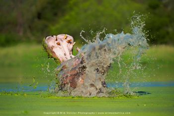 Mashatu & MalaMala filming safari with Wim & Mags Vorster - Botswana & South Africa