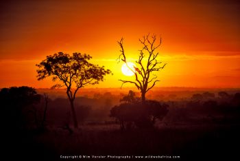 Mashatu & MalaMala filming safari with Wim & Mags Vorster - Botswana & South Africa