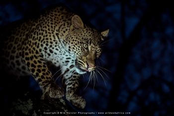 Mashatu & MalaMala filming safari with Wim & Mags Vorster - Botswana & South Africa