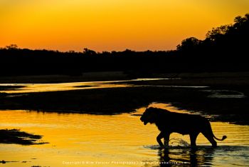 Mashatu & MalaMala filming safari with Wim & Mags Vorster - Botswana & South Africa