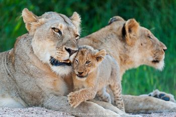 Mashatu & MalaMala filming safari with Wim & Mags Vorster - Botswana & South Africa
