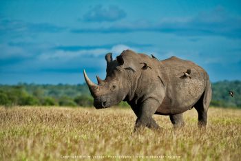 Mashatu & MalaMala filming safari with Wim & Mags Vorster - Botswana & South Africa